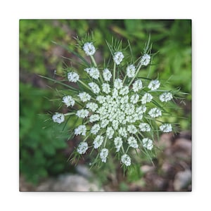 Queen Anne&#39;s Lace