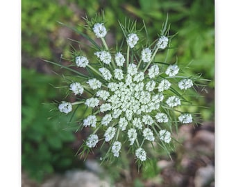 Queen Anne's Lace