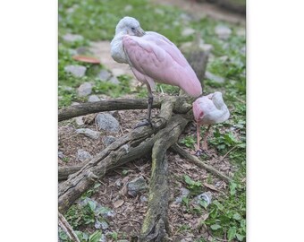 Pair of Sleepy Spoonbills