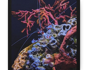 Cleaner Shrimp