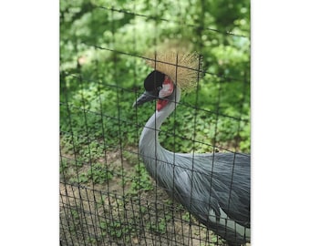 Black Crowned Crane