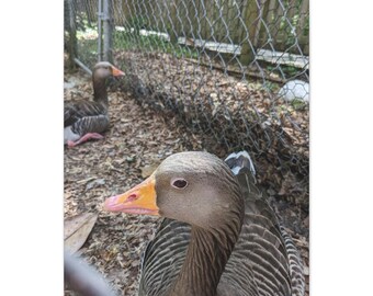 The Grey Goose Sees All
