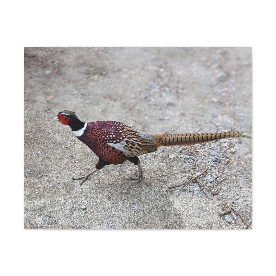 Ring Necked Pheasant Etsy Il 1080xN.5738282029 I41a
