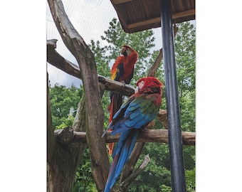 A Pair of Red Macaw