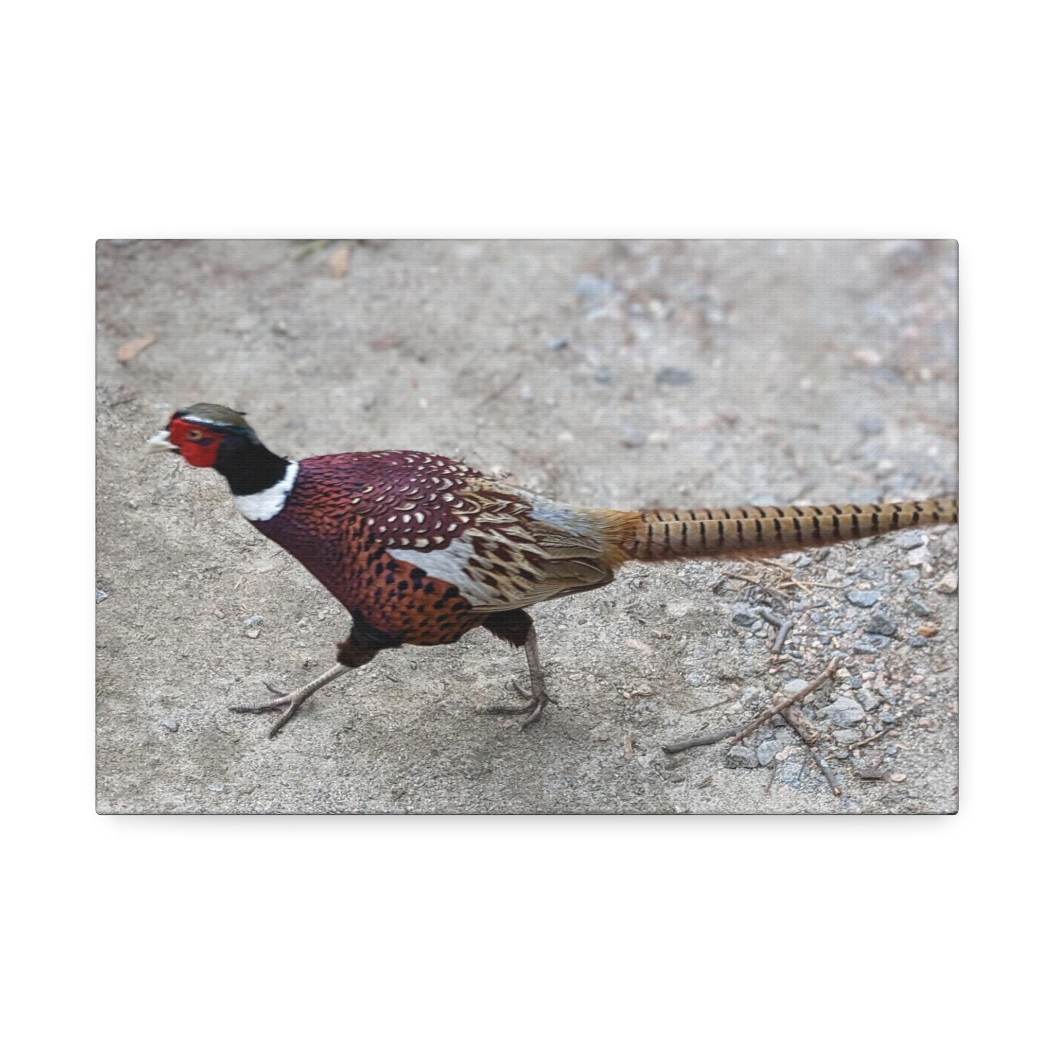 TETE DE Faisan Vénéré Naturalisé Taxidermie Taxidermy cabiné de curiosité EUR 40,00 - FR
