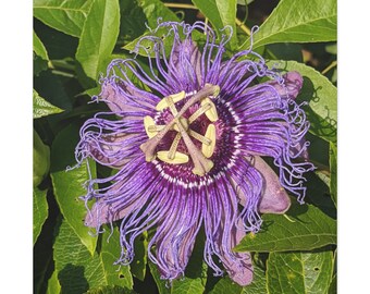 Purple Passionflower