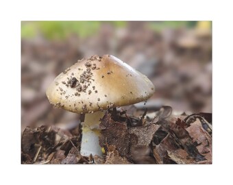 Signs of Fall