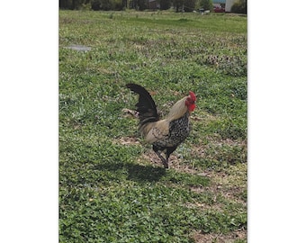 Rooster in the Spring
