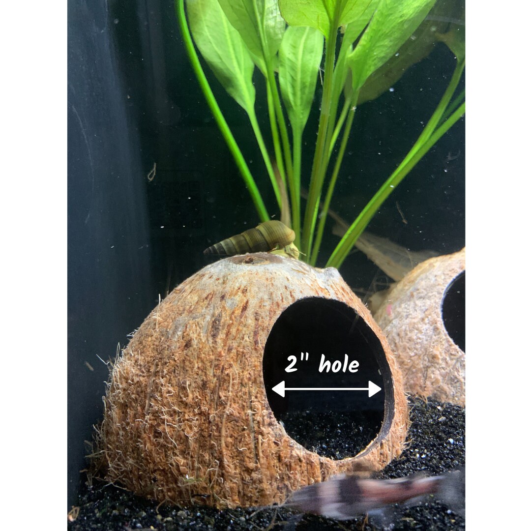 REAL Aquarium Coconut Shell Cave For Cichlids Betta Fish Etsy
