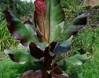 Musa Ensete Maurelii 'Ventricosum' Or Red Abyssinian Banana Tree Starter Plant