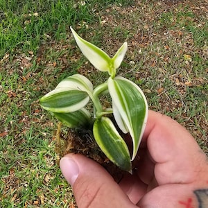 Super Variegated Vanilla Starter Plant