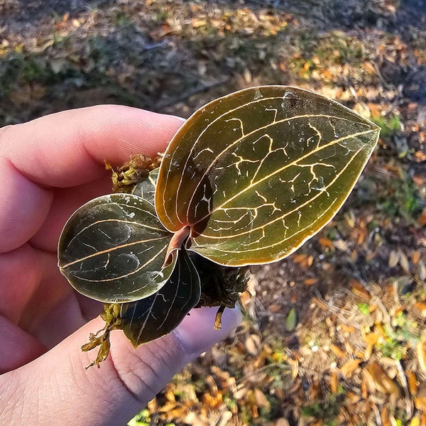 Golden Jewel Orchid (Anoectochilus chapaensis) Starter Plant