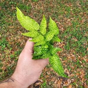 Golden Zebra Fern Very Pretty And Unique Plant Rare Starter Plant