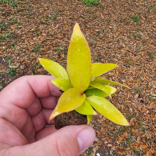 Rare Golden Sun Red Philodendron Starter Plant