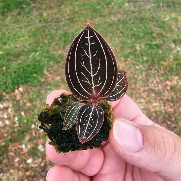 Ludisia discolor 'Jewelyana' Jewel Orchid Rare Jewel Orchid Starter Plant