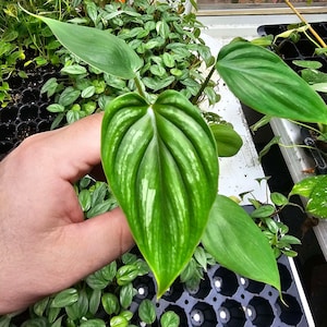 Philodendron Plowmanii Starter Plant Great Root Systems Perfect Starter Plants