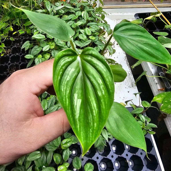 Philodendron Plowmanii Starter Plant Great Root Systems Perfect Starter Plants