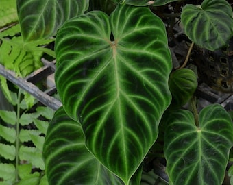 Philodendron Verrucosum Starter Plant Great Root System Amazing Velvety Leaves