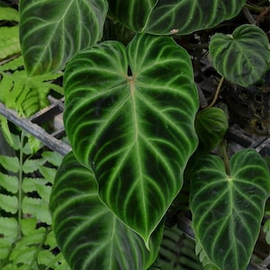 Philodendron Verrucosum Starter Plant Great Root System Amazing Velvety Leaves