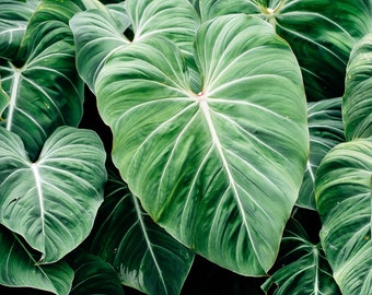 May include: Close-up of large, green, tropical leaves with prominent veins. The leaves have a heart shape and a textured surface.