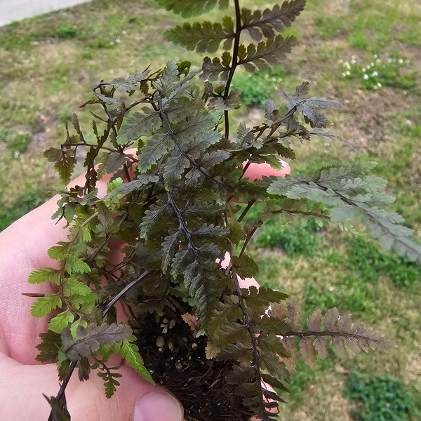 Athyrium Aubergine Lady Fern Very Rare Black Fern Starter