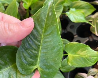 King Veitchii Anthurium Starter Beautiful Rare Exquisite Perfect for Plant Collectors