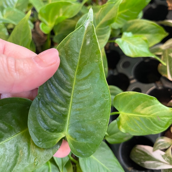 King Veitchii Anthurium Starter Beautiful Rare Exquisite Perfect for Plant Collectors