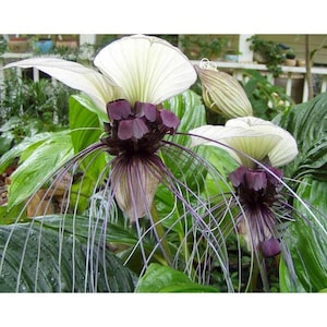 White Bat Plant (Tacca integrifolia) Starter Plant