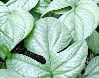 Amdyrium Silver Monstera Spiderman Starter Beautiful Leaf Structure