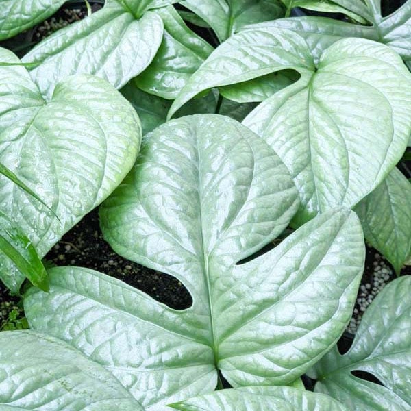 Amdyrium Silver Monstera Spiderman Starter Beautiful Leaf Structure