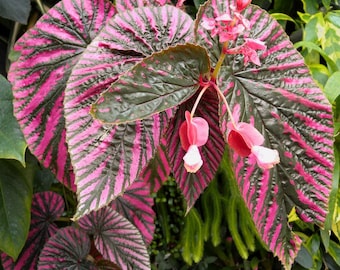 Begonia Brevirimosa 'Exotica' Starter Gorgeous Rare Begonia
