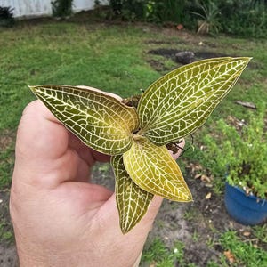 Rare Gorgeous Ludochilus Poly Jewel Orchid Starter Plant
