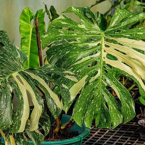 Monstera Thai Constellation 4 Inch Pot 8-10 Long Nice Color Great Roots image 1