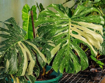 Monstera Thai Constellation 4 Inch Pot 8-10" Long Nice Color Great Roots