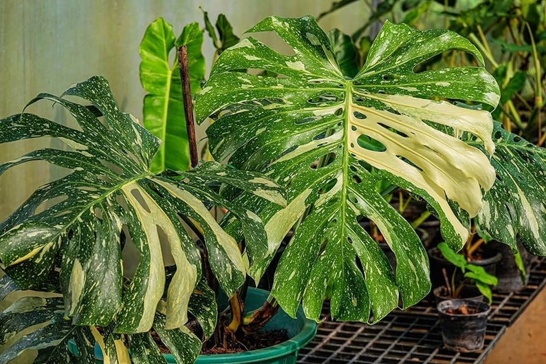 Monstera Thai Constellation 4 Inch Pot 8-10 Long Nice Color Great Roots image 1