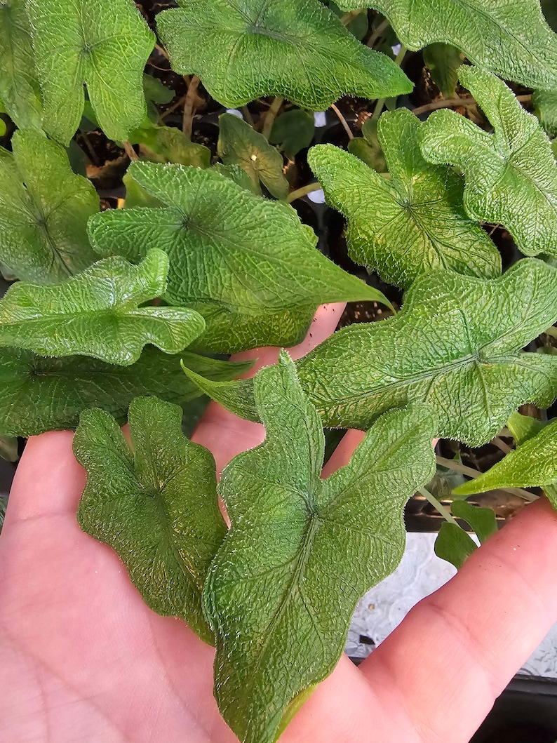 Alocasia Jacklyn Starter Plant Very Healthy Fuzzy Texture Leaves image 3