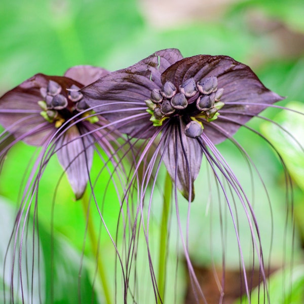 Black Bat (Tacca Chantrieri) Plant Starter Beautiful Flower