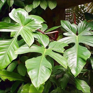 Philodendron Squamiferum Starter Plant Fuzzy Red Stems