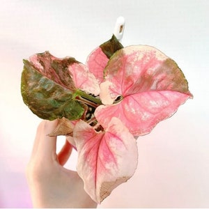 Strawberry Ice Syngonium Starter Plant Rare Plant