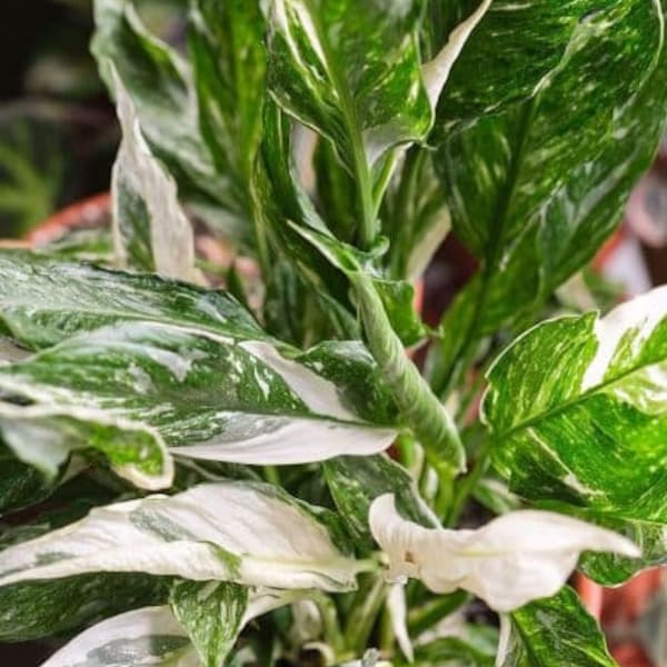 Spathiphyllum Jet Diamond Variegated Peace Lilly Starter Plant