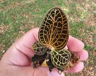 Anoectochilus Albolineatus Jewel Orchid Starter Plant Rare Jewel Orchid