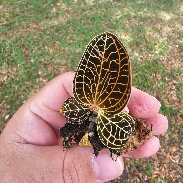 Anoectochilus Albolineatus Jewel Orchid Starter Plant Rare Jewel Orchid