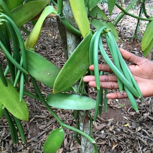 Vanilla bean orchid (Vanilla plantifolia) Rare Vanilla Producing Starter Plant