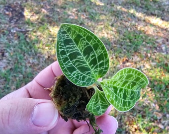 Macodes petola "Lighting Jewel Orchid" Starter Plant