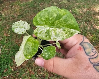 May include: A small potted plant with large, variegated leaves. The leaves display a mix of green and white patterns. The plant is held in a person's hand, with a blurred background of grass and foliage.