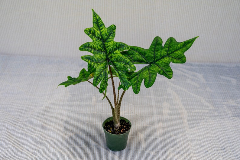 Alocasia Jacklyn Starter Plant Very Healthy Fuzzy Texture Leaves image 1