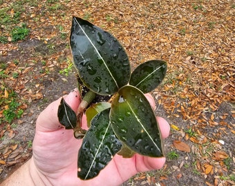 Black Jewel Orchid Species Ludisia discolor nigracans Starter