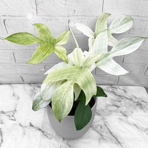 Florida Ghost Philodendron Starter Rare Philodendron Starter Plant