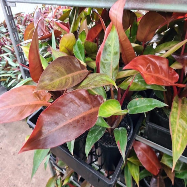 Philodendron Red Sun Starter Plant