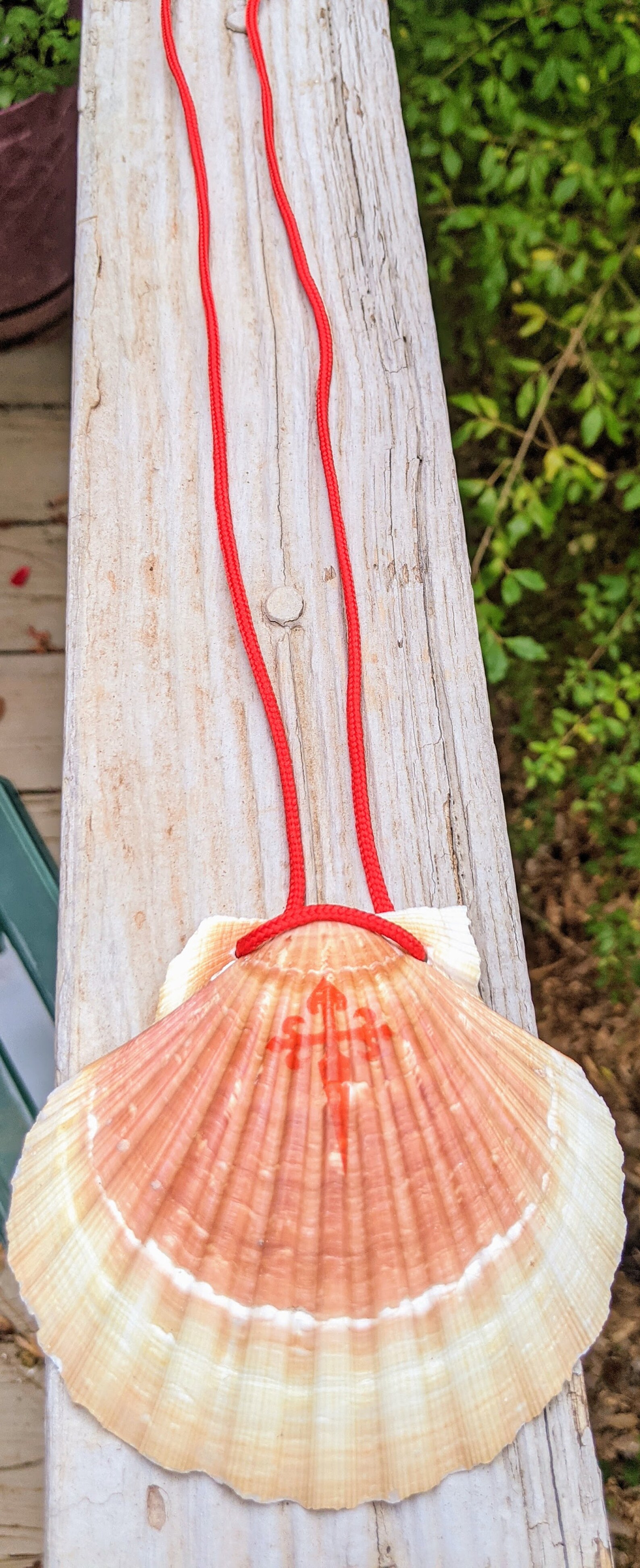 NEW Camino De Santiago Pilgrim Scallop Shells / Inside Image | Etsy